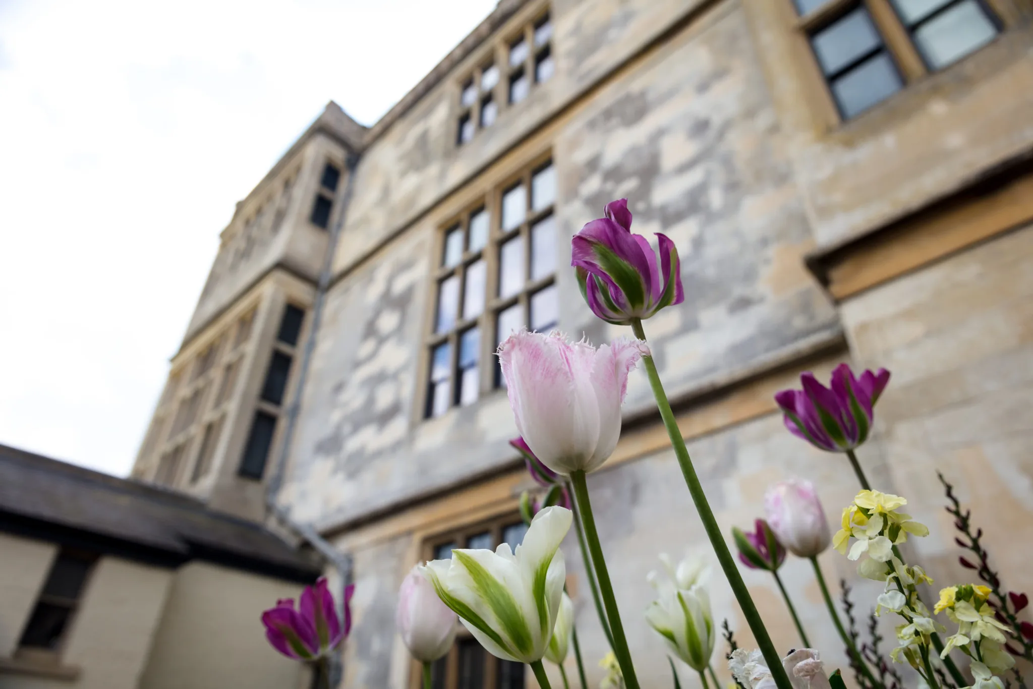 Pink flowers and Audley End House building in the background, Saffron Walden CB11 4JF, UK 15th of June 2019